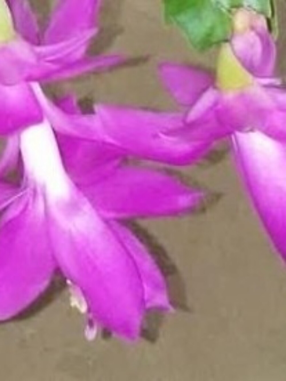 Danielle Key Cover free 2 Rooted Cutting Cactus Pink